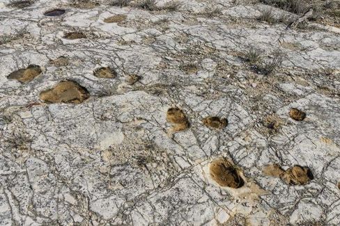 Immagine del post 21321 - Altamura Apertura straordinaria della Cava dei dinosauri - Altamura