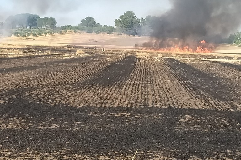 Immagine del post 8110 - Altamura Pericolo di incendi per seminativi, agricoltori lanciano allarme - Altamura