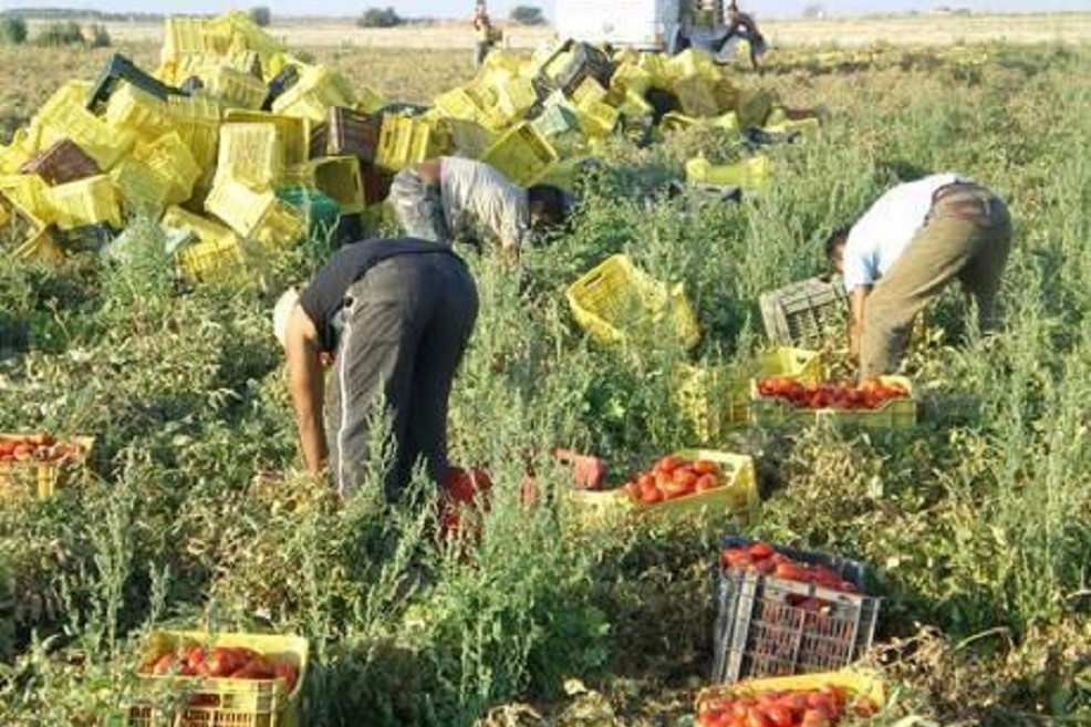 Accordo regionale in agricoltura, più controlli a tutela dei lavoratori - Altamura