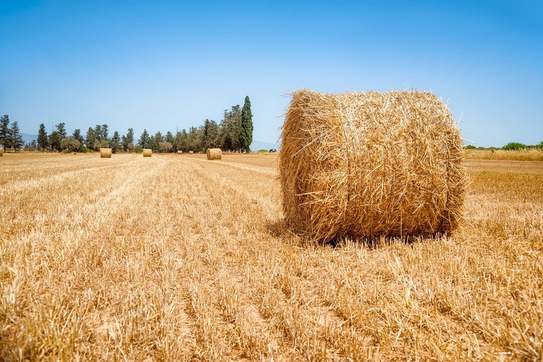 Immagine del post 672 - Altamura Agricoltura in Puglia: bilancio del 2024 e nuove prospettive - Altamura