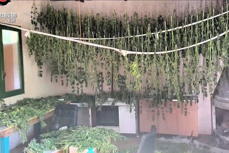 Immagine del post 5475 - Altamura Spacciatori in servizio h24, la droga consegnata anche a domicilio - Altamura
