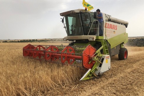 Grano: prezzo ancora in picchiata - Altamura