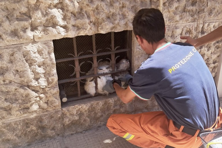 Immagine del post 9564 - Altamura Interventi per incendi e per recupero di un gatto - Altamura