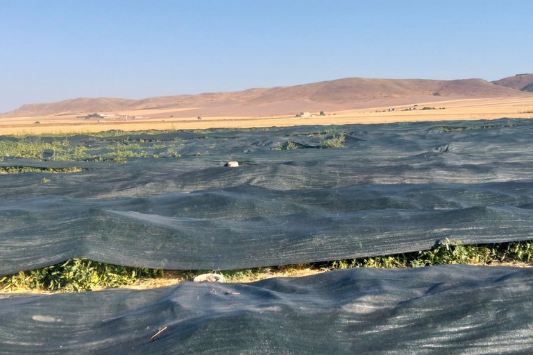 Caldo: ad Altamura pomodori “coperti” per non bruciarli al sole - Altamura