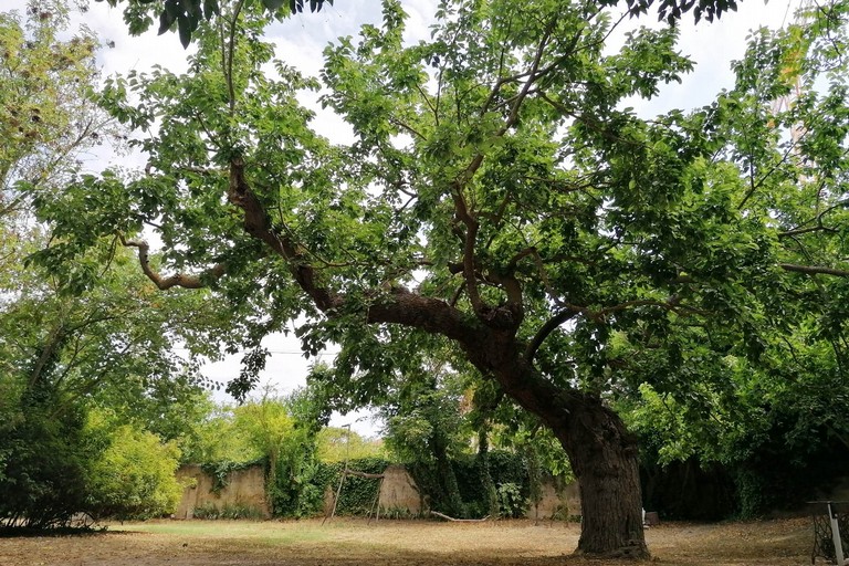 Immagine del post 8505 - Altamura Natura: ad Altamura 8 alberi monumentali - Altamura