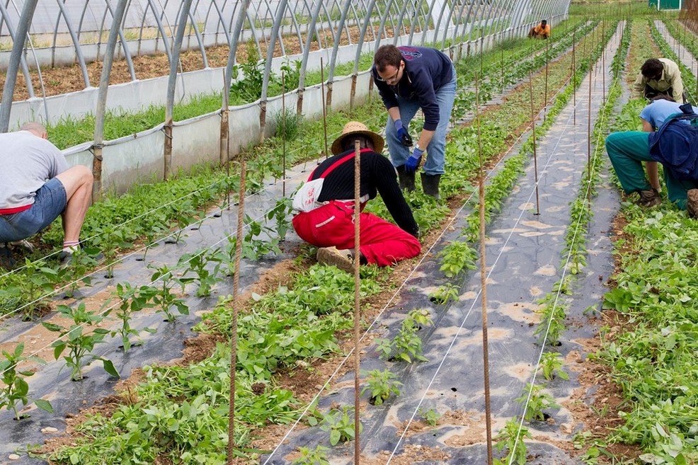 Immagine del post 11653 - Altamura Servizio civile agricolo, progetti anche ad Altamura - Altamura