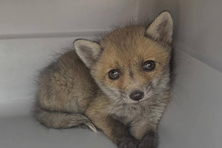 Immagine del post 21767 - Altamura Altamura: cucciolo di volpe messo in salvo - Altamura