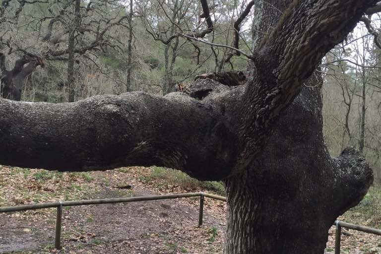 Alla scoperta delle querce della Foresta Mercadante - Altamura