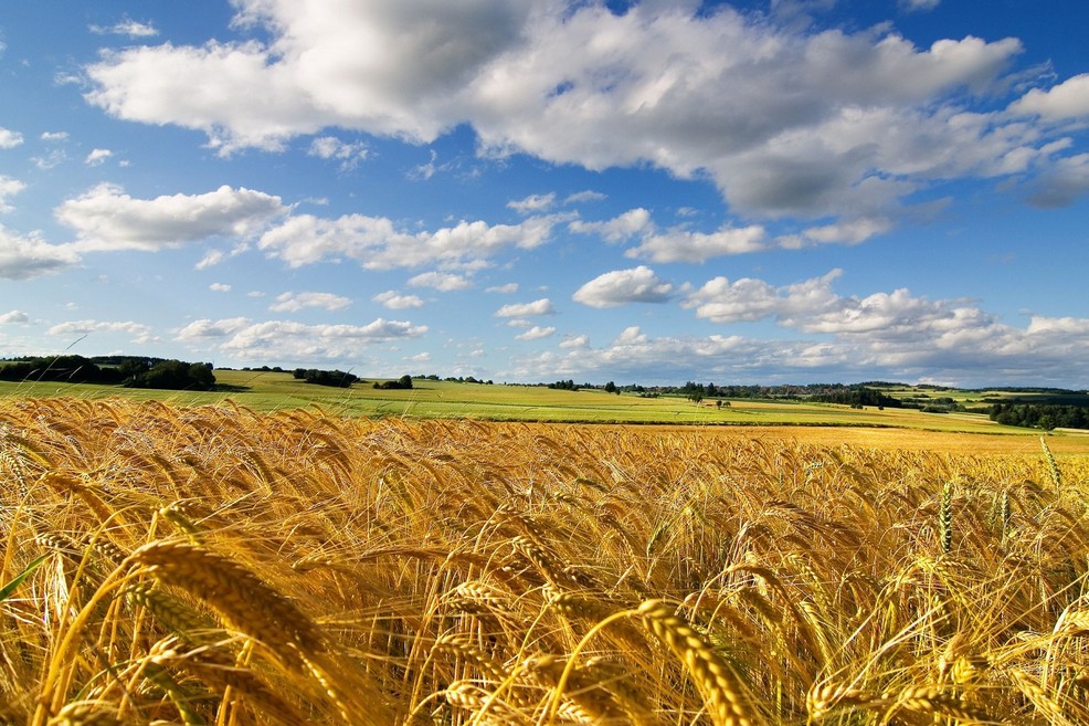 Immagine del post 7410 - Altamura Grano: prevista una produzione maggiore - Altamura