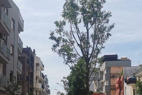 Verde e rigenerazione urbana: dialogo a più voci - Altamura
