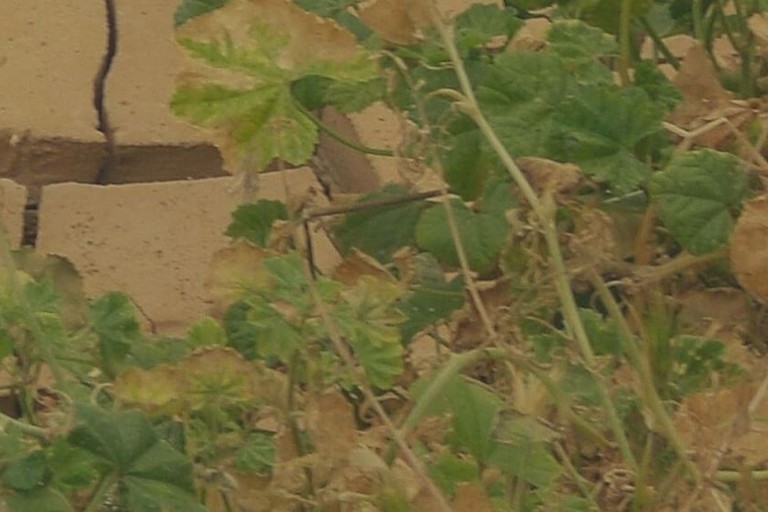 Immagine del post 893 - Altamura Siccità: i fondi non bastano - Altamura