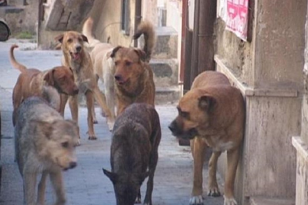 Immagine del post 11062 - Altamura Randagismo di cani e colonie feline: campagna di prevenzione - Altamura