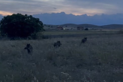Immagine del post 7832 - Altamura Cinghiali: emergenza senza fine - Altamura