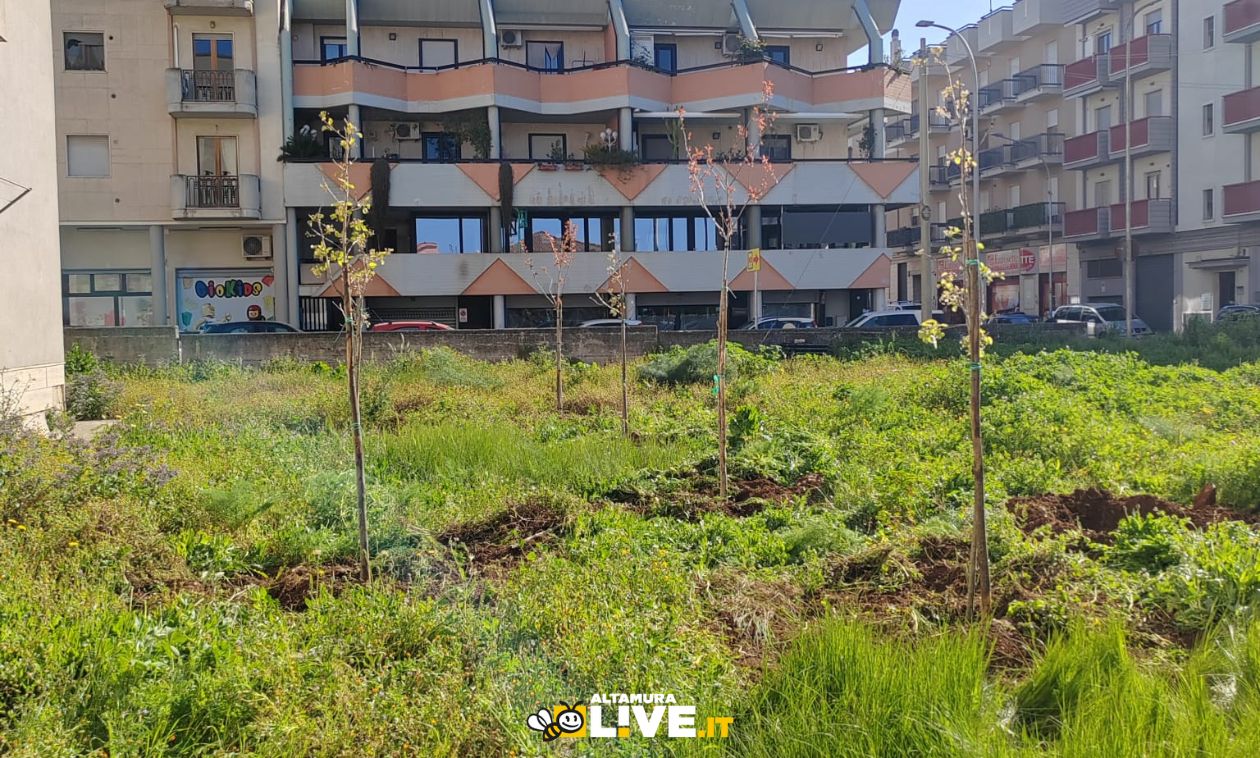 Piantumati 11 alberi in via Selva: al via il progetto del PD Altamura “25 APRILE SEMPRE” - Altamura