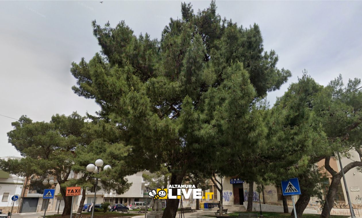 Immagine del post 17271 - Altamura Alberi a rischio caduta, al via gli interventi di messa in sicurezza: lavori fino al 21 febbraio ad Altamura - Altamura