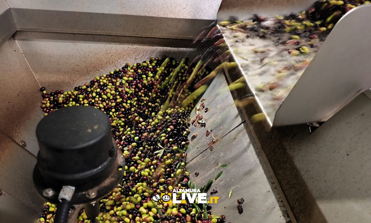 Immagine del post 14148 - Altamura Olio extravergine di oliva: lanciato l’allarme prezzi e chiesti controlli - Altamura