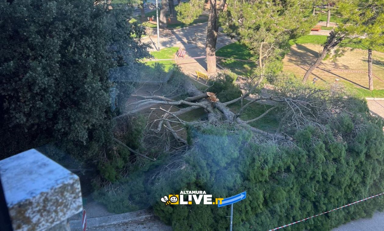 Immagine del post 13149 - Altamura Altamura, caduto un albero in Piazza Stazione a causa del vento - Altamura