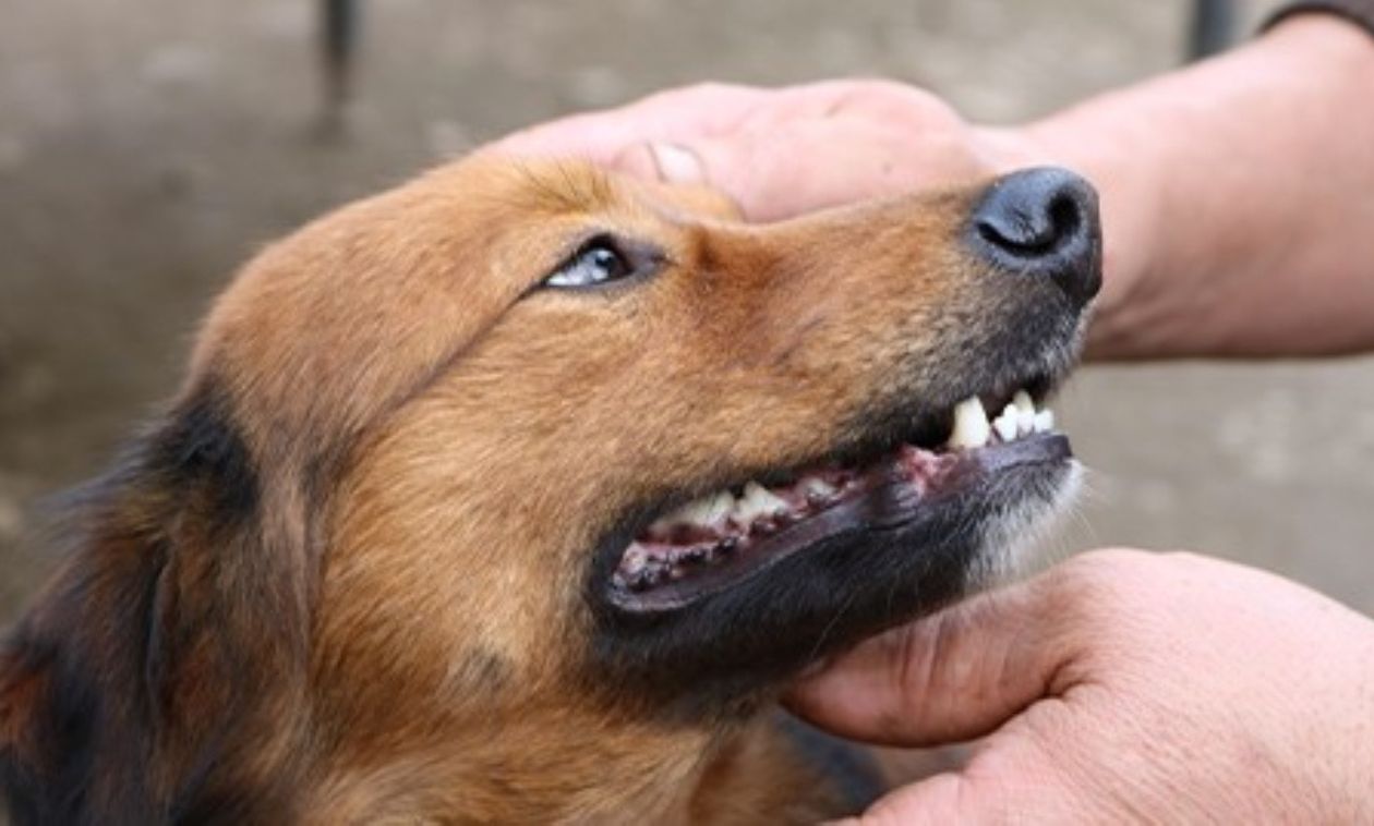 Altamura, campagna di sterilizzazione canina e felina per prevenire il randagismo - Altamura