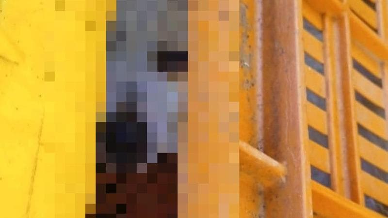 Immagine del post 1191 - Bari Cane muore dopo essere stato investito e lasciato chiuso al freddo in una cassetta di plastica - Bari