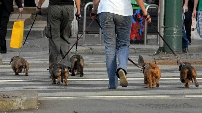 Immagine del post 2973 - Bari “Veleno per cani in strada, attenzione”: a Bari allarme del Comune sulle esche tossiche - Bari