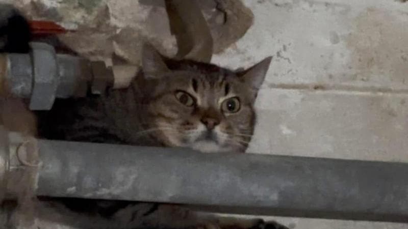 Immagine del post 2997 - Bari “Vivono al buio in un locale interrato e sono spaventati”: a Bari appello per salvare 13 gatti - Bari