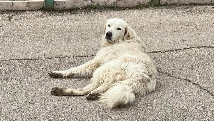 Immagine del post 5064 - Bari Cani avvelenati, da Manfredonia la denuncia dell’assessora: “Tre casi in due giorni. Ora basta” - Bari