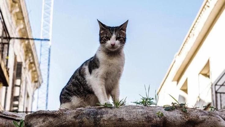 Immagine del post 21182 - Bari Salento, donna trova testa di gatto mozzata sul balcone: cura gli animali randagi del paese - Bari