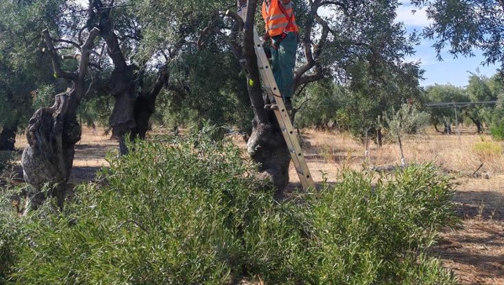 Immagine del post 21190 - Bari “Gli ulivi non si abbattono per far posto a impianti fotovoltaici”. Il Tar Puglia boccia la Regione - Bari