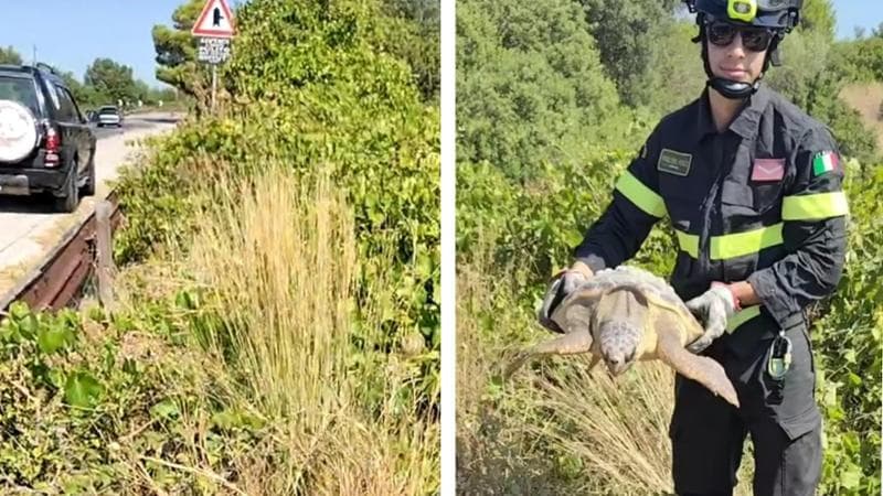 Immagine del post 23487 - Bari Getta una tartaruga caretta-caretta in un dirupo, l’allarme dei passanti permette il salvataggio - Bari