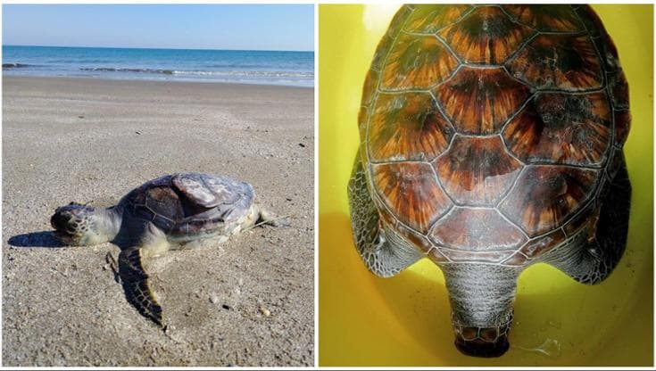 Allarme tartarughe verdi sulla costa barese: “È rara ma ne abbiamo trovato quattro esemplari morti” - Bari
