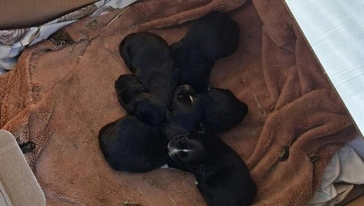 Foggia, cagnolina con i suoi cuccioli appena nati abbandonati vicino la discarica. “Gesto orribile” - Bari