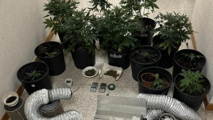 Immagine del post 15522 - Bari Piantagione di marijuana in casa, arrestati padre e figlio incensurati a Brindisi - Bari