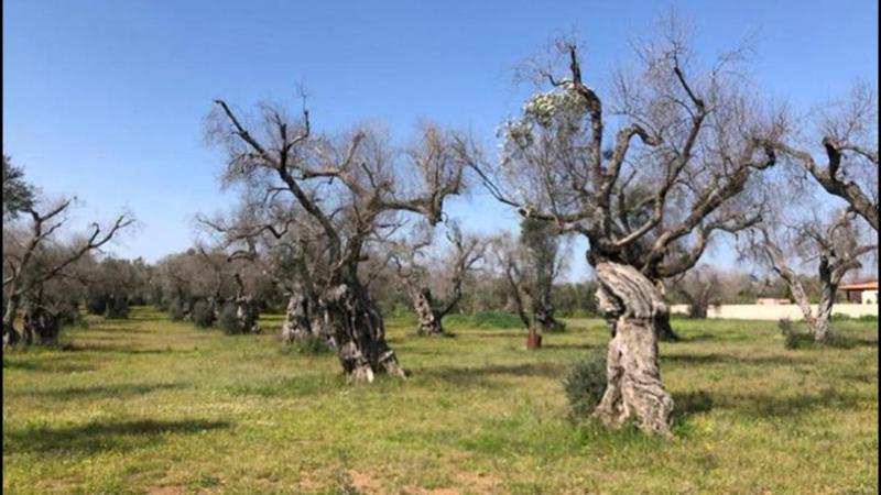 Immagine del post 7941 - Bari Lecce, continui furti di ulivi resistenti alla Xylella. Gli imprenditori: "Denunce cadono nel vuoto" - Bari