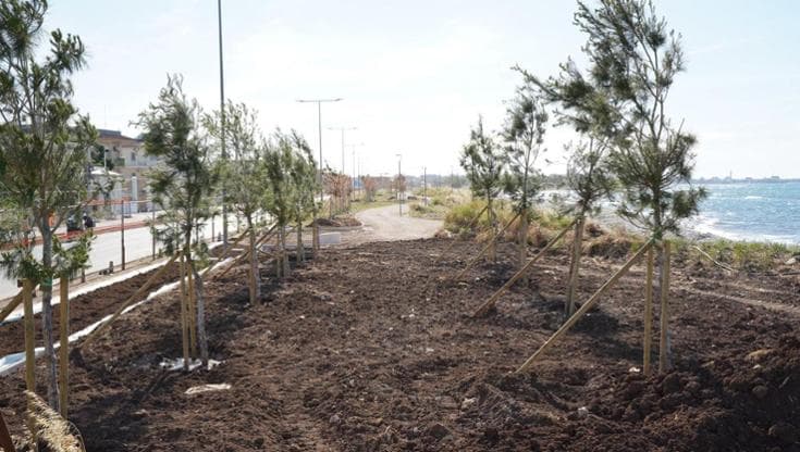 Costasud, altri 80 pini d’Aleppo a Torre Quetta. Ecco la prima pineta del parco - Bari