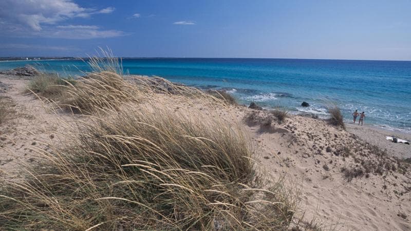 Immagine del post 21223 - Bari Bufera sul parco delle Dune: “I geologi esclusi dai bandi per guidare l’ente” - Bari