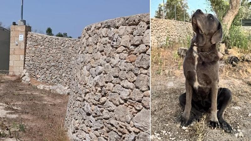 Salento, cane corso aggredito e ucciso a morsi in villa: “Un lupo ha scavalcato la recinzione” - Bari