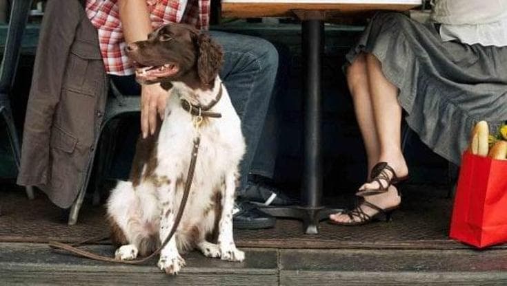 Immagine del post 25563 - Bari Regole sull’igiene a Bari, dopo 88 anni si cambia: i cani ammessi in tutti i luoghi pubblici - Bari