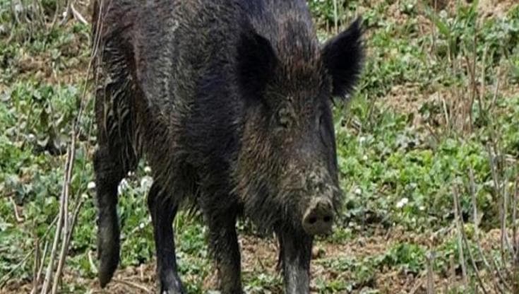 Immagine del post 25601 - Bari Moto contro cinghiale che attraversava la strada di notte: due feriti gravi, uno è in coma - Bari
