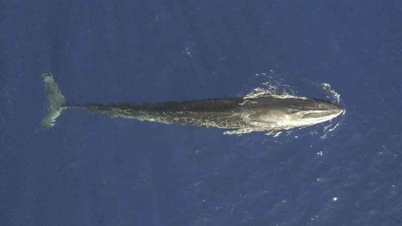Balenottera di 20 metri nel Golfo di Taranto, eccezionale avvistamento: “Ora serve area protetta” - Bari