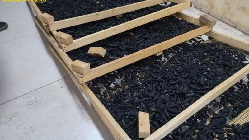 Taranto, disastro ambientale per la pesca di oloturie da vendere in Cina: assolti i 14 imputati - Bari
