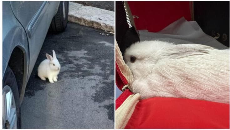 Un coniglietto impaurito tra le auto a Bari: “Ora è in salvo e aspetta di essere adottato” - Bari