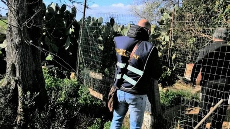 Immagine del post 5142 - Bari Attira un gatto in giardino e lo impicca: pensionato a processo a Lecce. S’indaga su altri otto casi - Bari