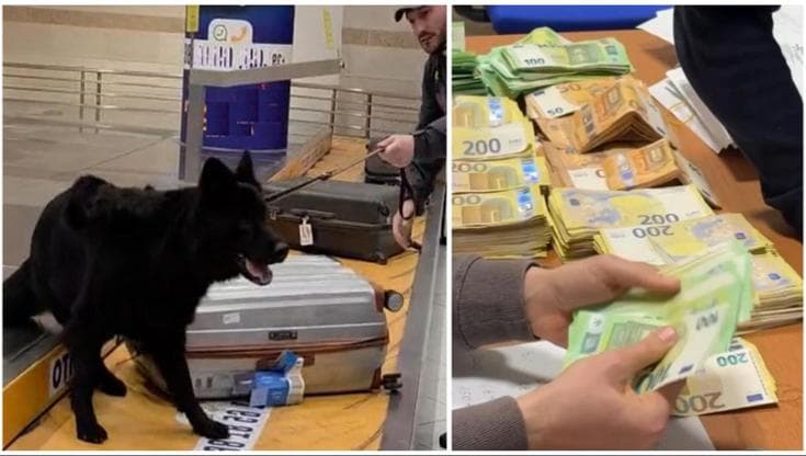 Bari, con il cane Kristina 8 mln di euro non dichiarati sequestrati nel 2025 tra porto e aeroporto - Bari