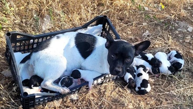Immagine del post 9198 - Bari Bari, cagnolina con i suoi dieci cuccioli abbandonati in campagna: in salvo, ora aspettano una casa - Bari