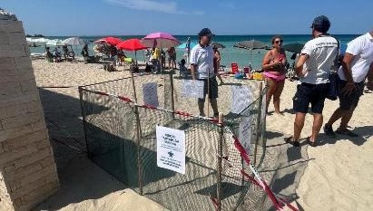 Porto Cesareo, un nido di Caretta Caretta sulla spiaggia dell’Area marina protetta. “Zona al sicuro” - Bari