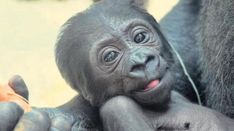 Cercasi nome per la cucciola di gorilla nata allo Zoosafari di Fasano: “Scegliamolo insieme” - Bari