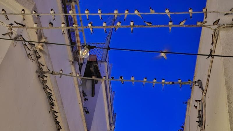 Immagine del post 11241 - Bari In Salento c’è il borgo delle rondini: a Gagliano del Capo l’ultima sosta prima di volare in Africa - Bari