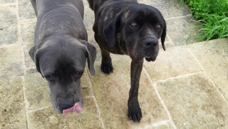 Immagine del post 24514 - Bari “La mia Conny, cane corso sbranata dai lupi nel Salento: era forte ma dolcissima. Adesso ho paura” - Bari