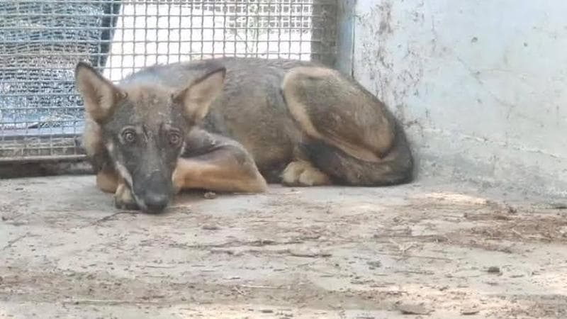 Immagine del post 25608 - Bari Liberata la lupa catturata a Noicattaro: sarà costantemente monitorata grazie a un collare - Bari