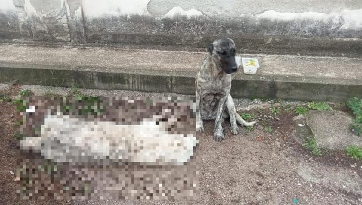 Immagine del post 14552 - Bari Veglia per ore un altro cane travolto e ucciso da un’auto: la foto di Landon commuove San Severo - Bari
